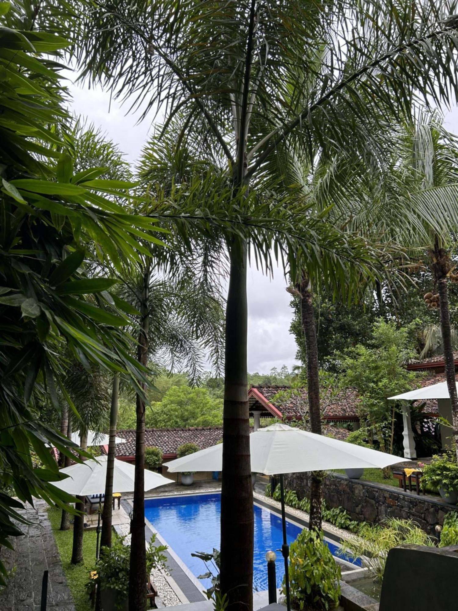 Terrace Garden Ayurveda Resort Weligama Ngoại thất bức ảnh